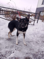 Собаки и кошки в добрые руки