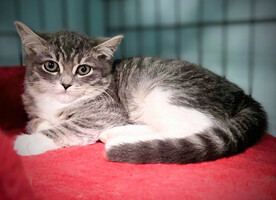 Собаки и кошки в добрые руки