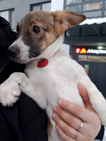 Собаки и кошки в добрые руки