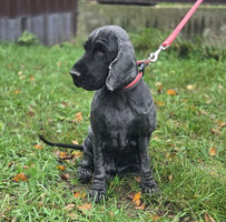 Собаки и кошки в добрые руки