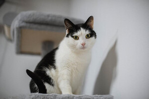 Собаки и кошки в добрые руки