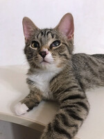 Собаки и кошки в добрые руки