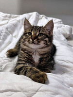 Собаки и кошки в добрые руки