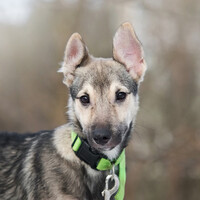 Собаки и кошки в добрые руки