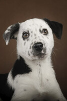 Собаки и кошки в добрые руки