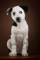 Собаки и кошки в добрые руки