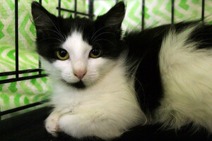 Собаки и кошки в добрые руки