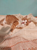 Собаки и кошки в добрые руки