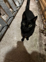 Собаки и кошки в добрые руки