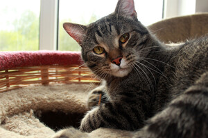 Собаки и кошки в добрые руки