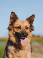 Собаки и кошки в добрые руки