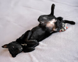 Собаки и кошки в добрые руки