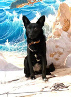 Собаки и кошки в добрые руки