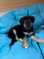 Собаки и кошки в добрые руки