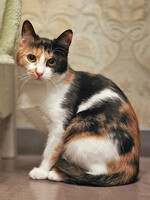 Собаки и кошки в добрые руки