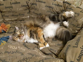 Собаки и кошки в добрые руки