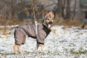 Собаки и кошки в добрые руки