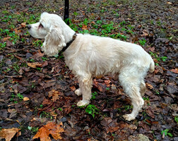 Собаки и кошки в добрые руки