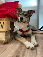 Собаки и кошки в добрые руки