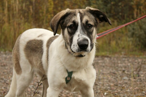 Собаки и кошки в добрые руки