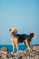 Собаки и кошки в добрые руки