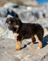 Собаки и кошки в добрые руки