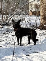 Собаки и кошки в добрые руки