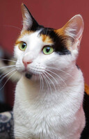 Собаки и кошки в добрые руки