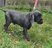 Собаки и кошки в добрые руки