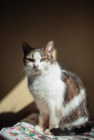 Собаки и кошки в добрые руки