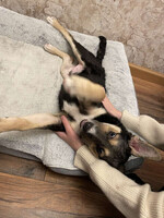 Собаки и кошки в добрые руки