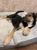 Собаки и кошки в добрые руки