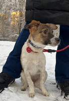 Собаки и кошки в добрые руки