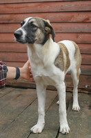 Собаки и кошки в добрые руки