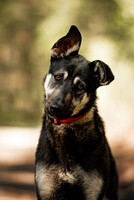 Собаки и кошки в добрые руки