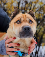 Собаки и кошки в добрые руки