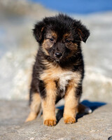 Собаки и кошки в добрые руки