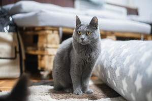 Собаки и кошки в добрые руки