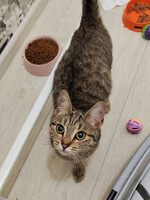 Собаки и кошки в добрые руки