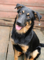 Собаки и кошки в добрые руки