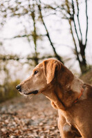 Собаки и кошки в добрые руки