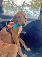 Собаки и кошки в добрые руки