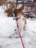 Собаки и кошки в добрые руки