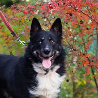 Собаки и кошки в добрые руки