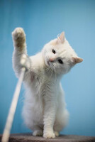 Собаки и кошки в добрые руки