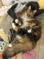 Собаки и кошки в добрые руки