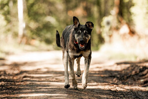 Собаки и кошки в добрые руки