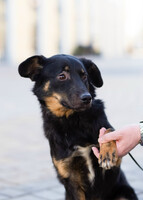 Собаки и кошки в добрые руки