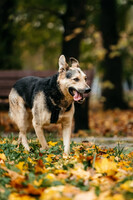 Собаки и кошки в добрые руки