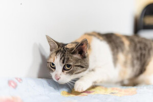 Собаки и кошки в добрые руки